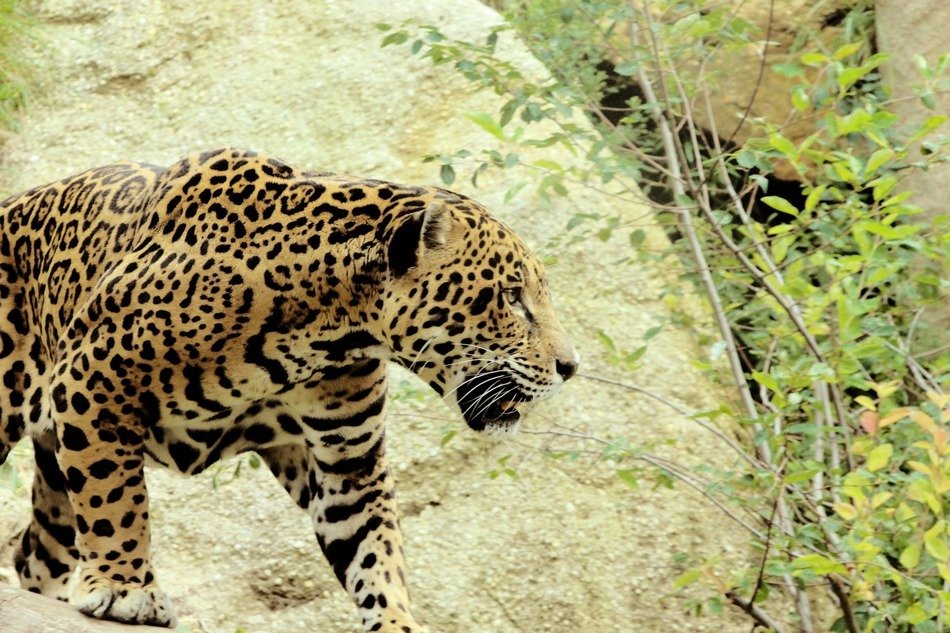 jaguar in habitat in south america