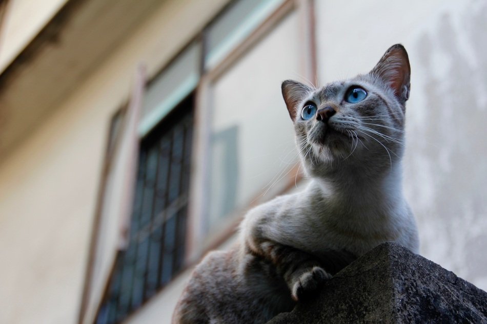Beautiful and cute cat near the building in Thailand