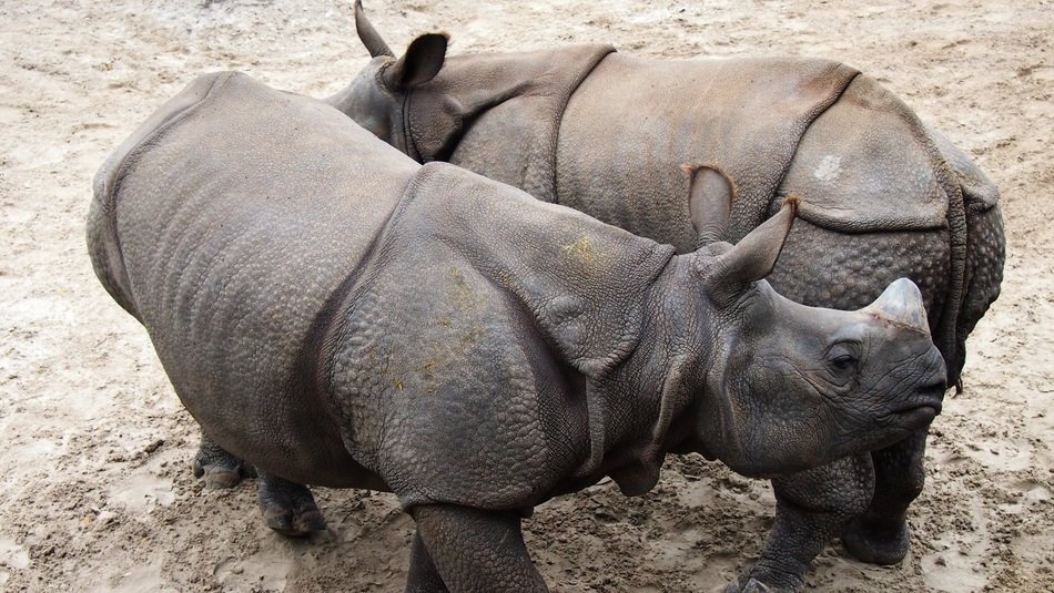a rhino couple in the animal world