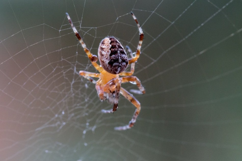 drop of water on spider webs