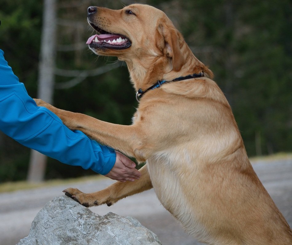 charming Friendship with Labrador