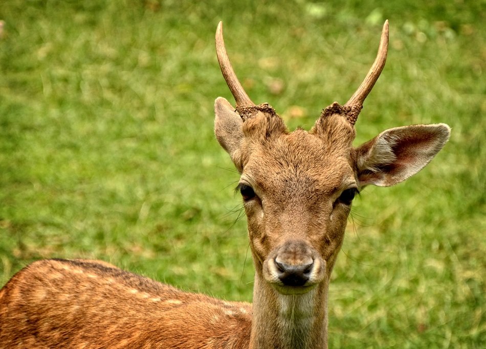 File size: 2.55Mb, Fallow Deer female face closeup picture with tags: damti...