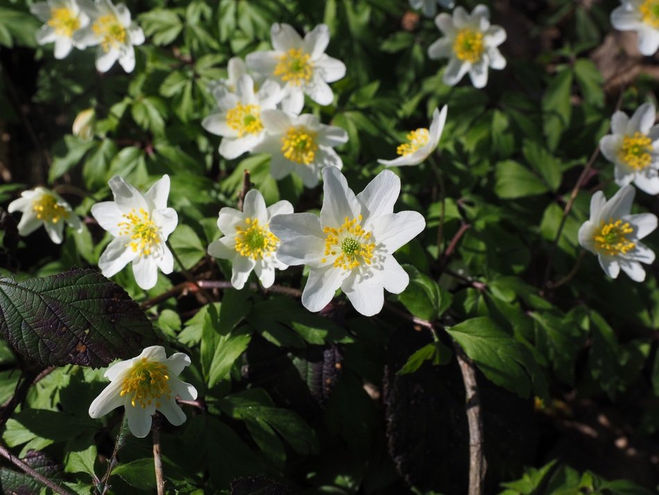 charming wood anemone blossoms