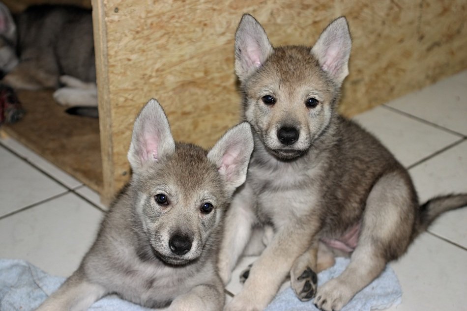 puppies of a Czechoslovak wolf dog