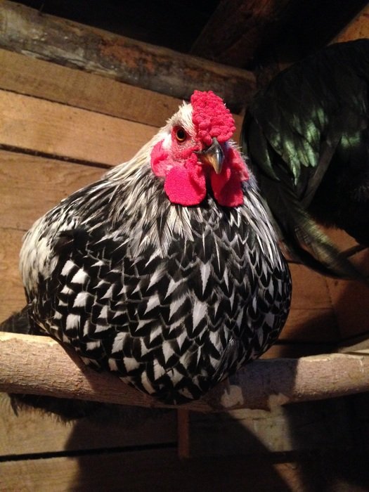 portrait of the chicken in the chicken coop
