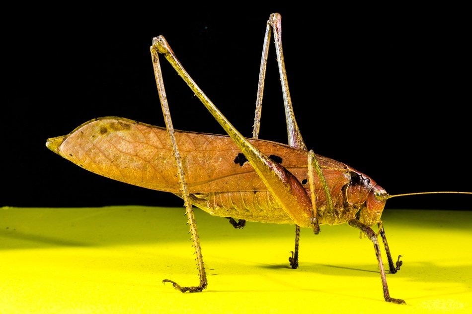 grasshopper on the surface