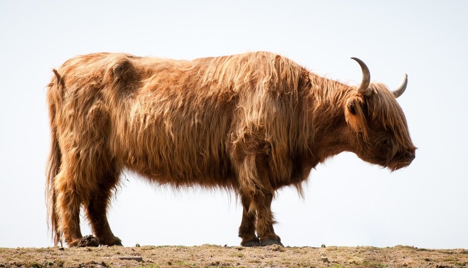 Highlander in Scotland