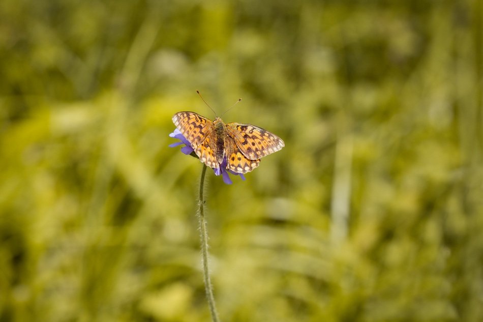 niobe fritillary buttefly in wildlife