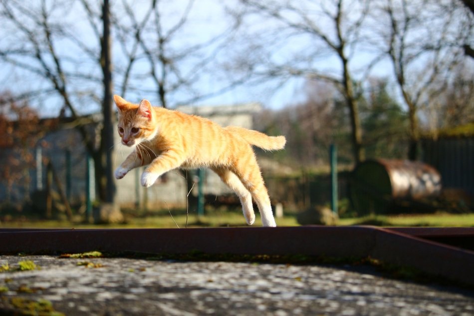 red tabby cat in jump