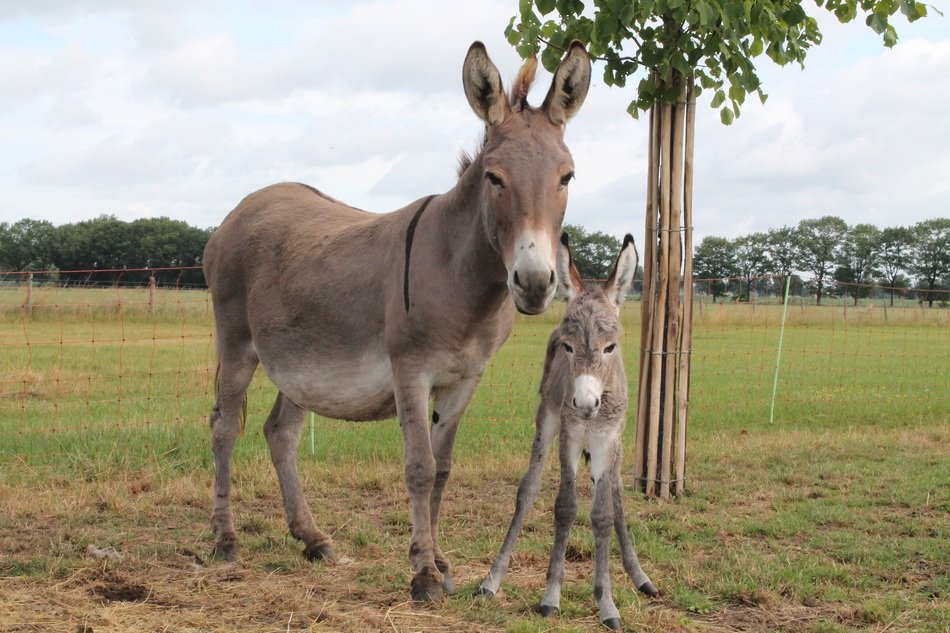 baby donkey with the mother on the field