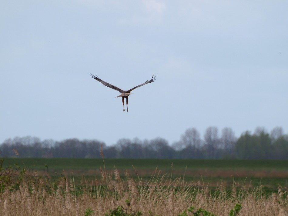 eagle in flight above field, back view