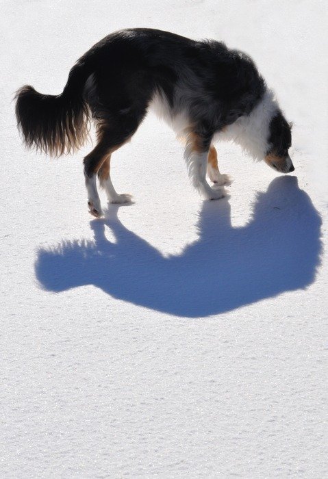 Dog Shadow