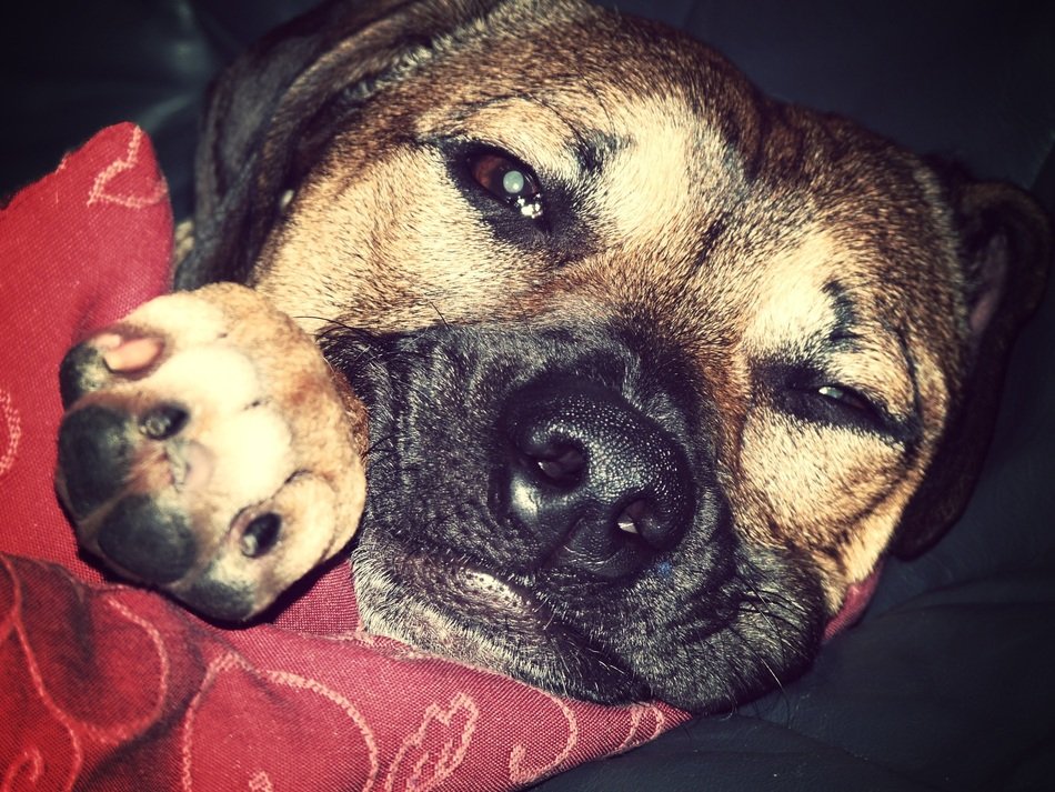 Face of the dog