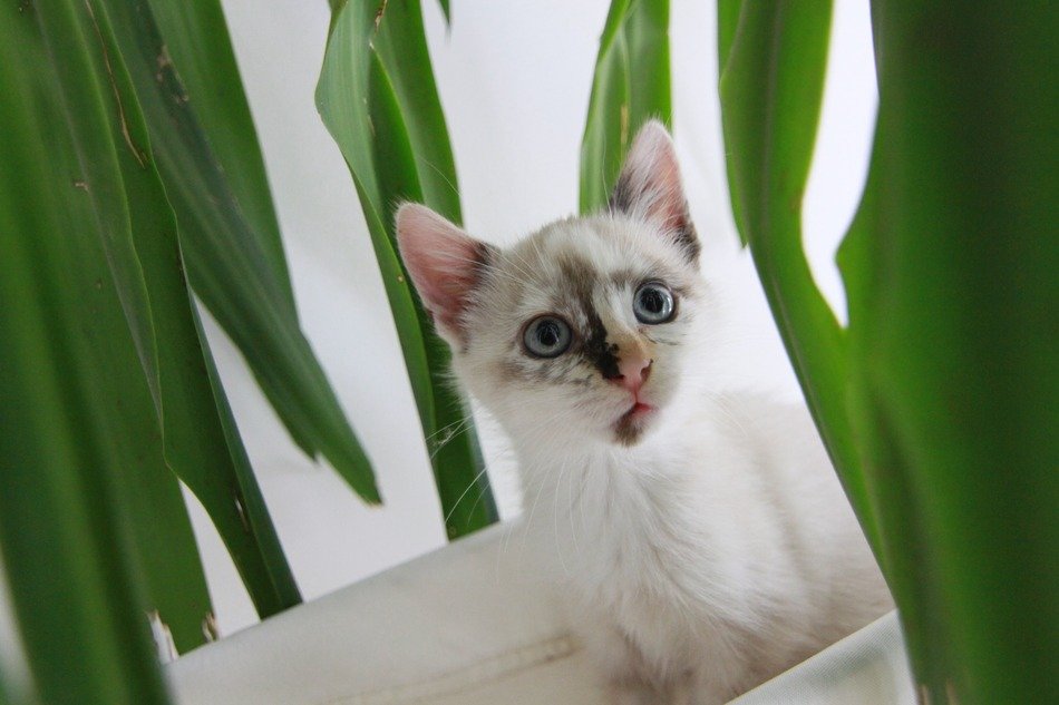 Kitten in the leaves