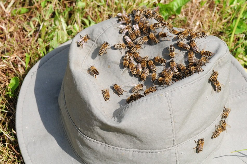 bees on a gray hat