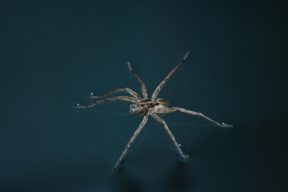Spider on water