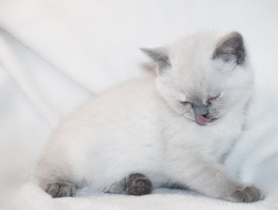 Beautiful and colorful kitty with tongue out