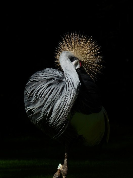 grey crowned crane on the black background