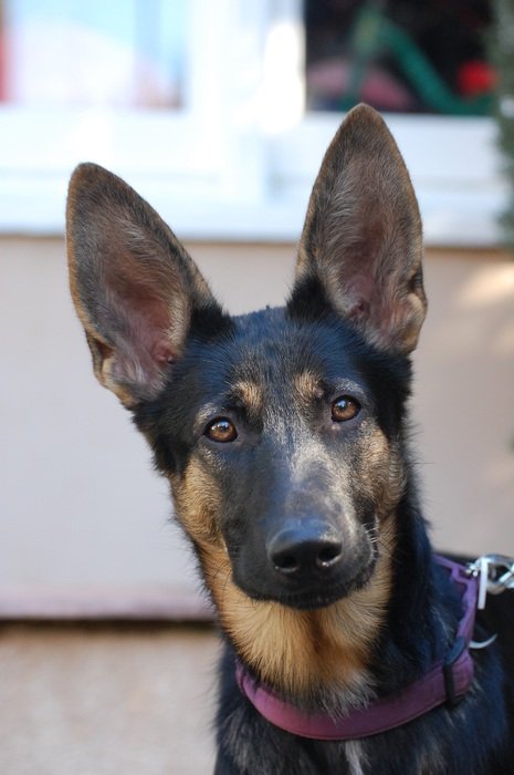 German shepherd with big ears on blurred background with the window