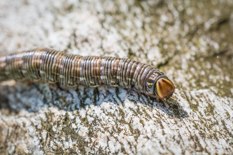 caterpillar of a butterfly kiefernschwaermer