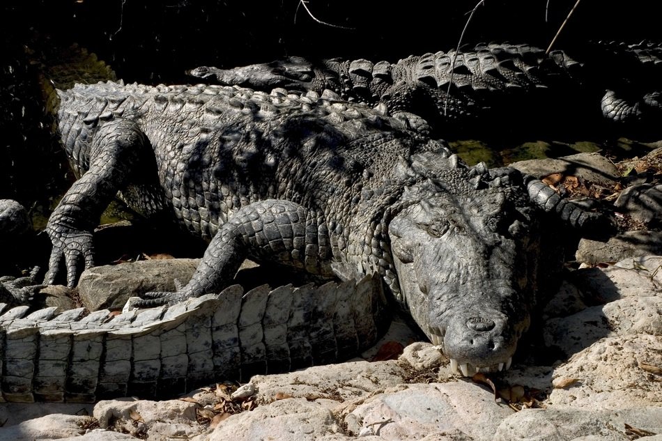 carnivorous crocodiles in the tropics