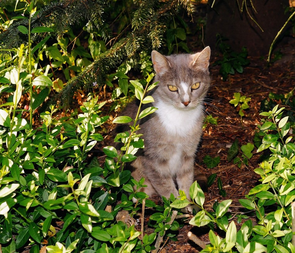 gray cat in the green thickets