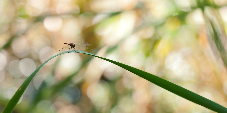 Dragonfly on the blade of grass