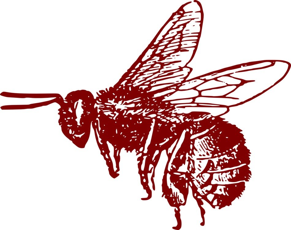 red Honeybee drawing
