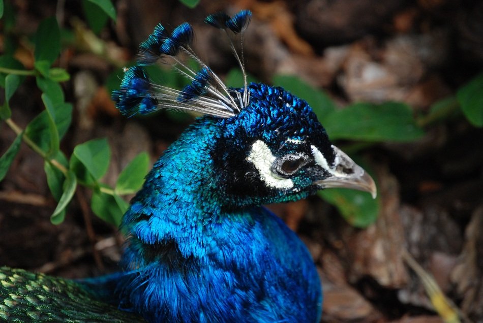 blue peacock in the forest