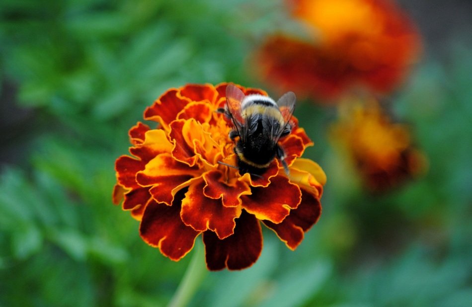 fluffy bee on marigold Ñollects nectar