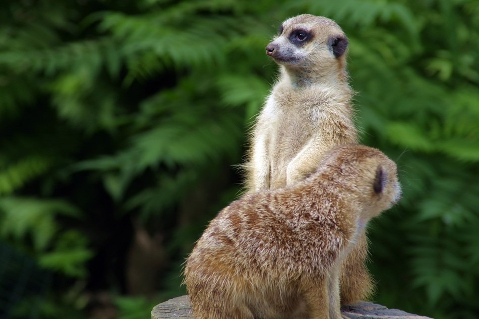 two meerkats in the zoological garden