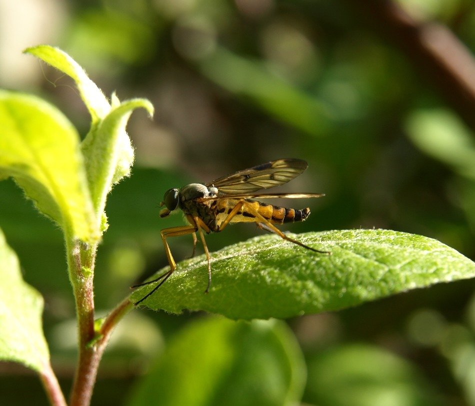 Colorful mosquito on a green plant leaf in nature