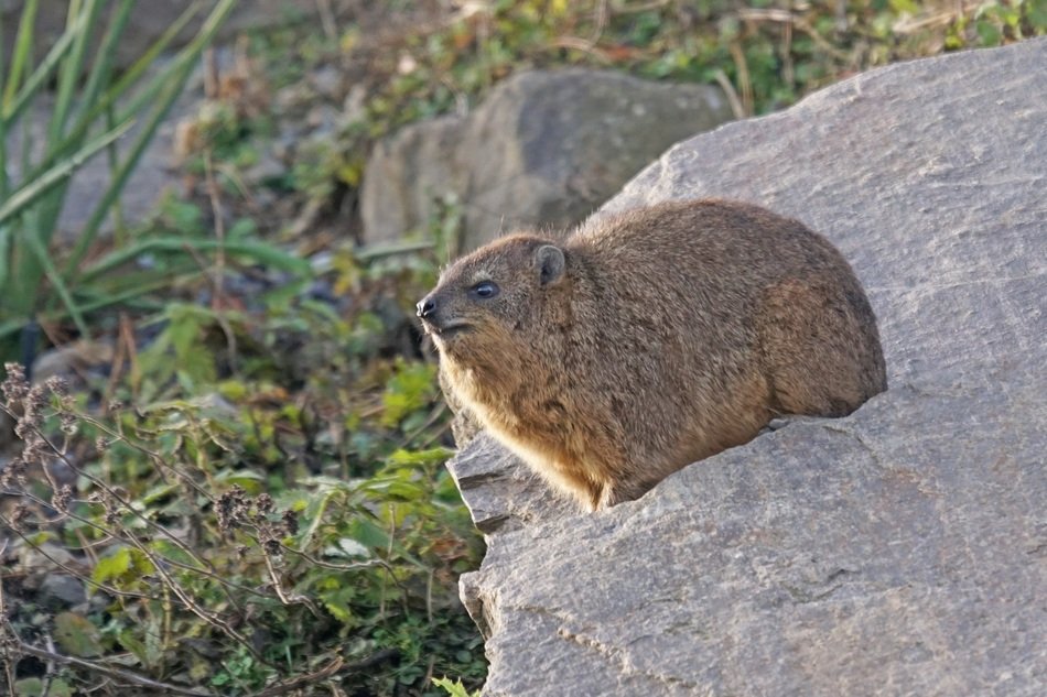 deliciously beautiful Animals Hyraxes