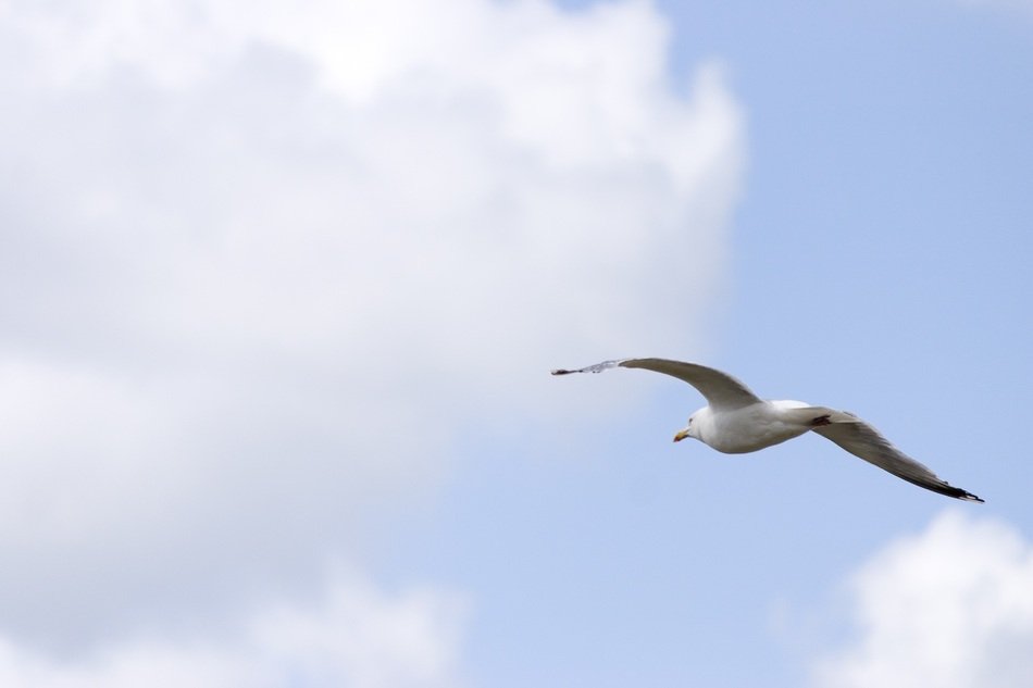 white seagull in the sky