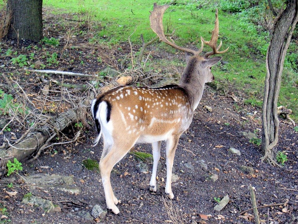 roe deer, Stag in wild, back view