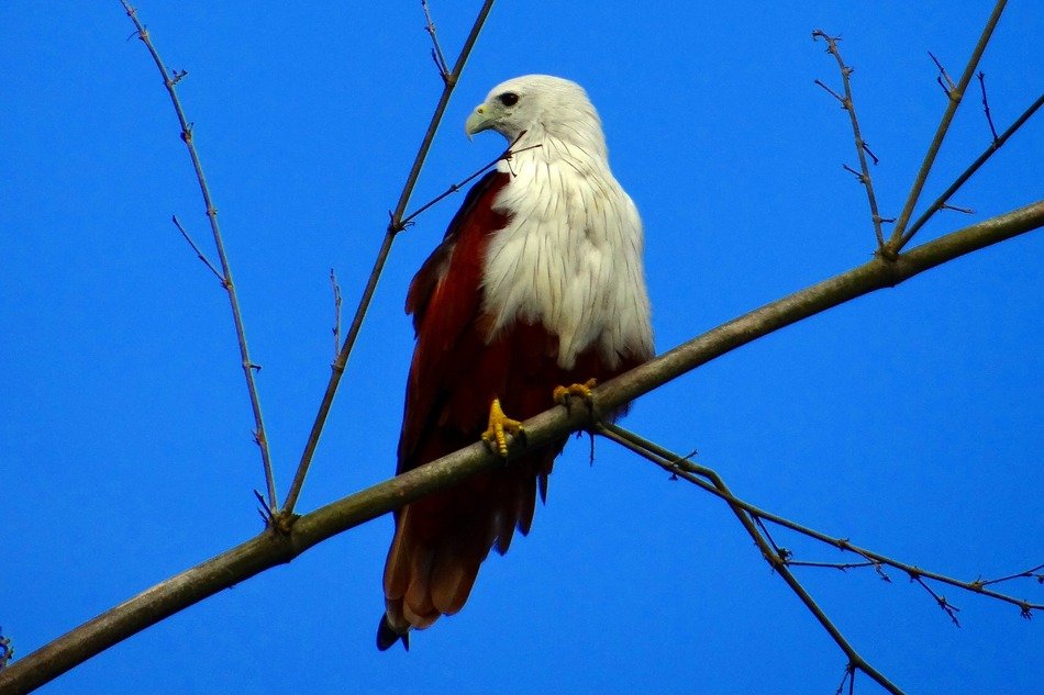Brahminy on the tree