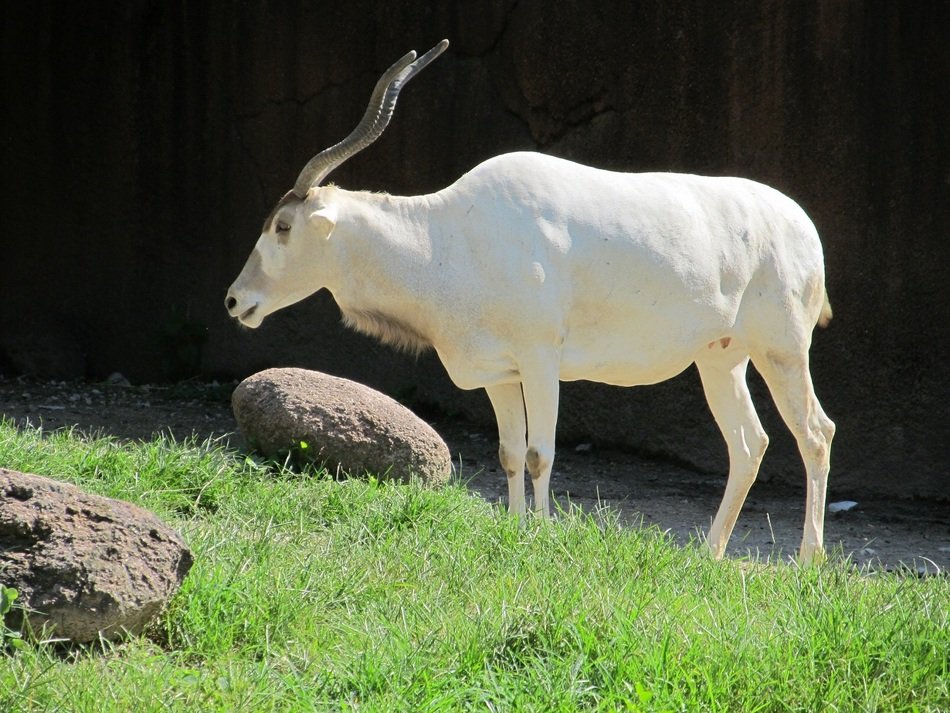 White Antelope among the grass and stones in Sahara