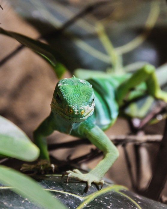 Green lizard in nature