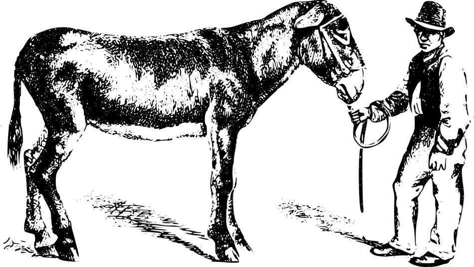 Donkey and human