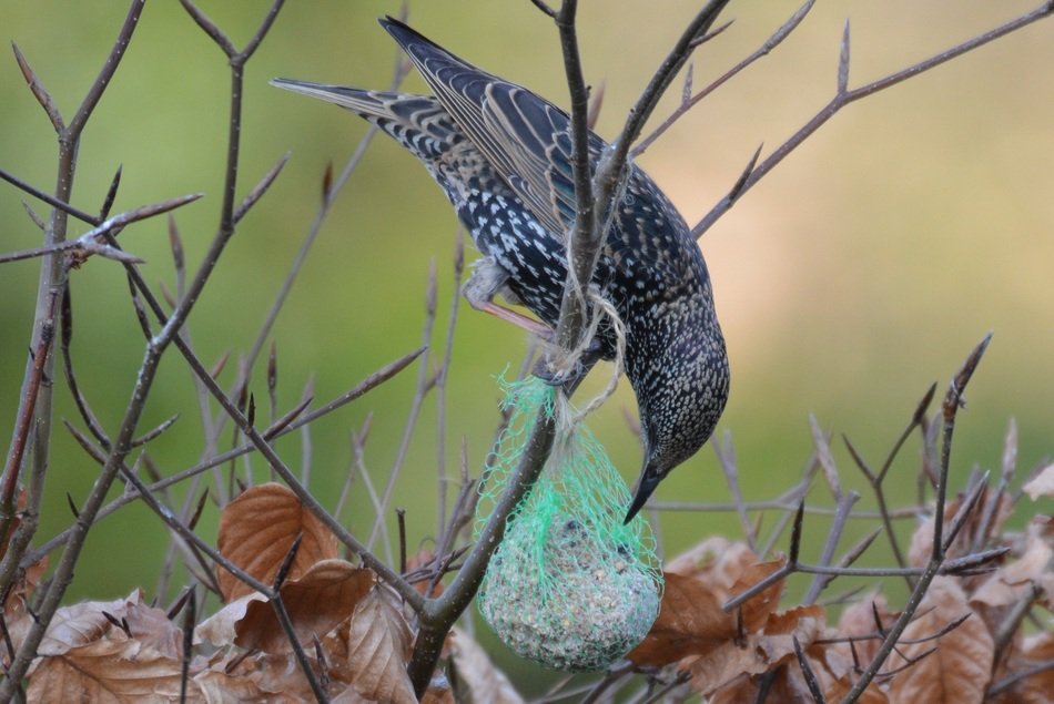 thrush eating from suet cake