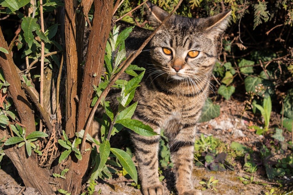kitten with light brown eyes near the bush