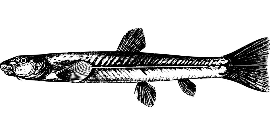 painted fish on the page in the book