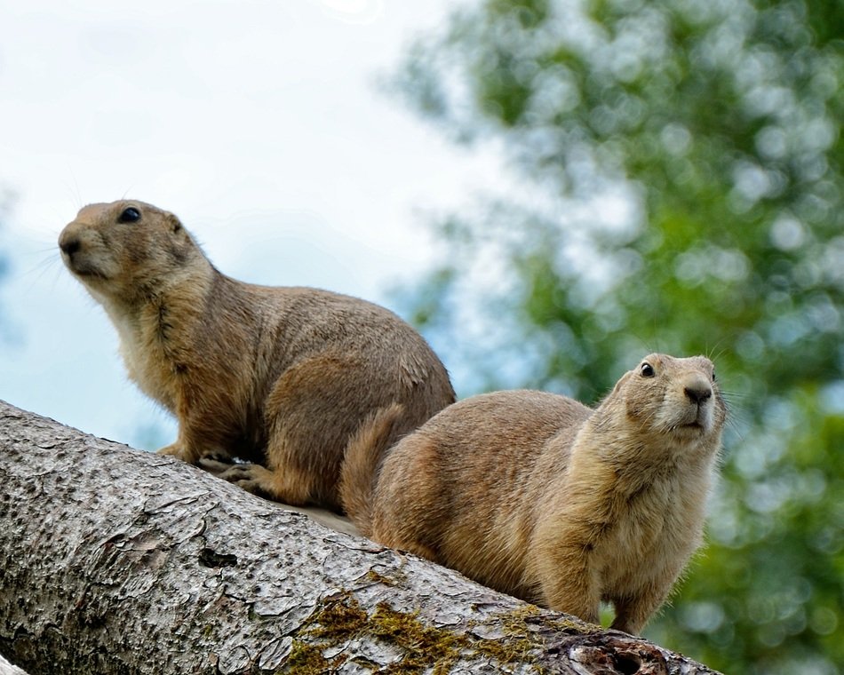 couple of marmots in the forest