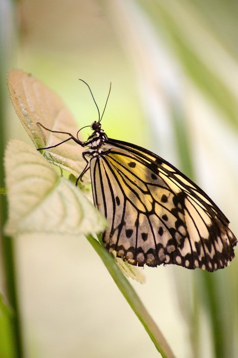 tropical butterfly on the plant stem