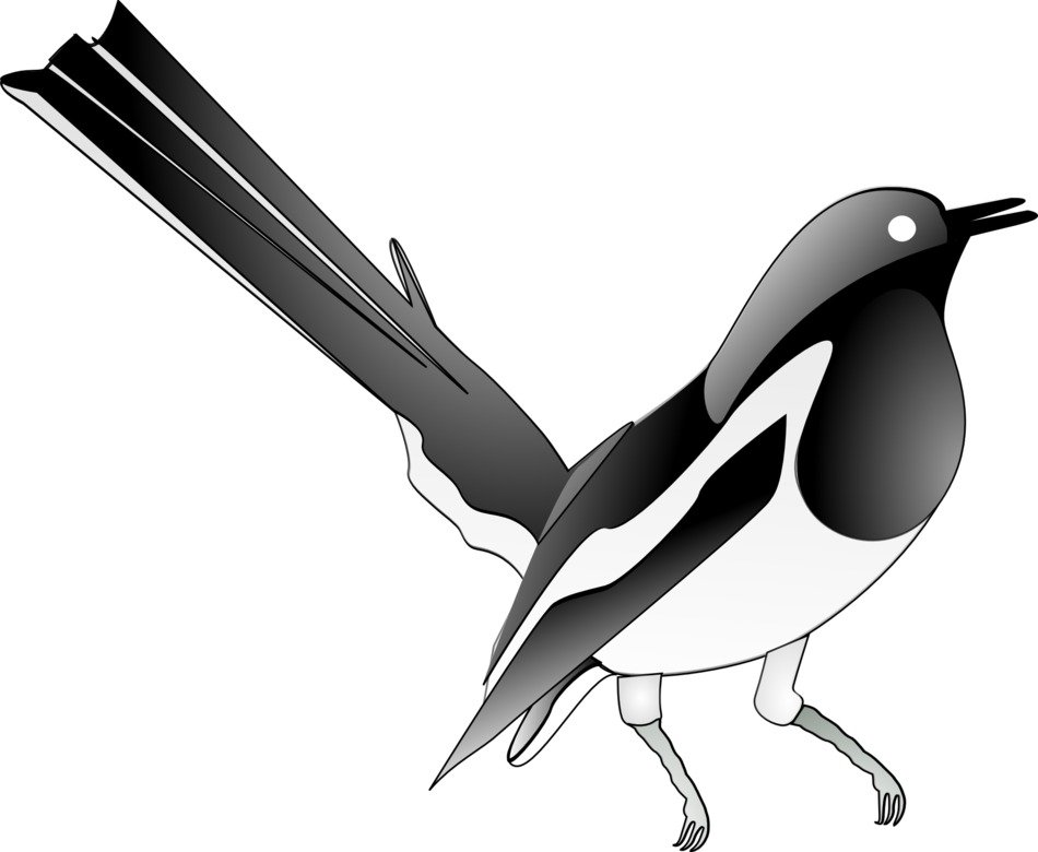 Clipart of Magpie Songbird