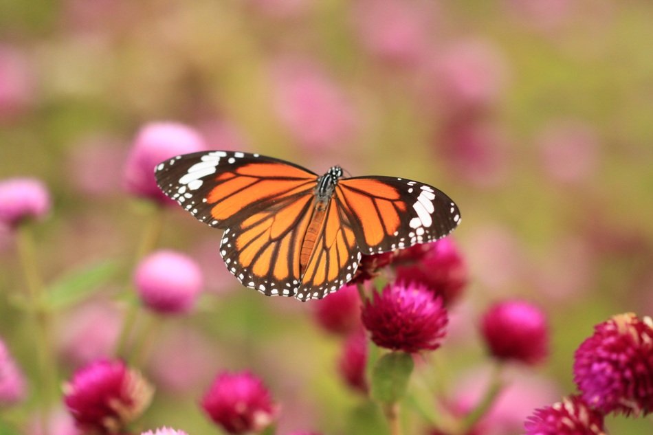 cute Butterfly Monarch