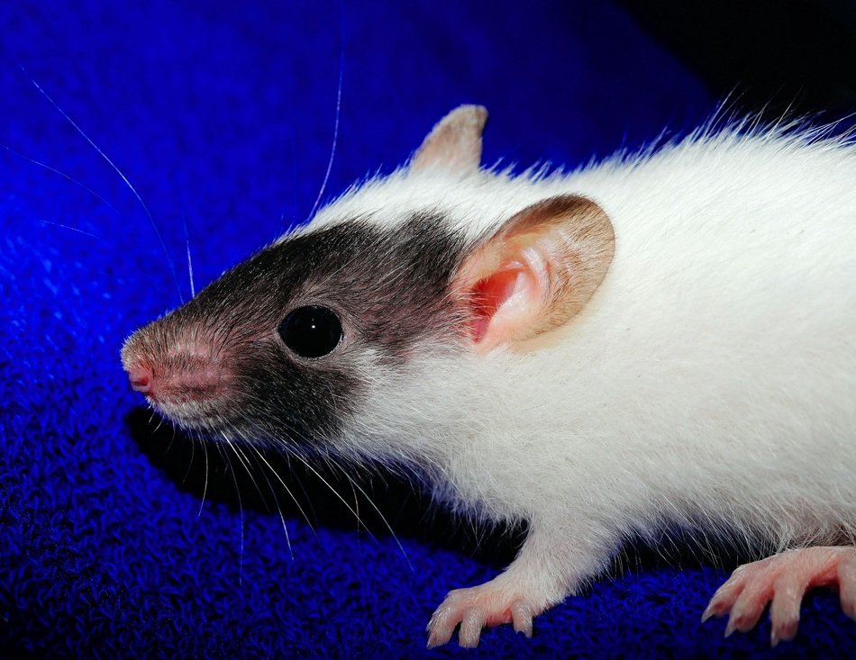 grey and white rat