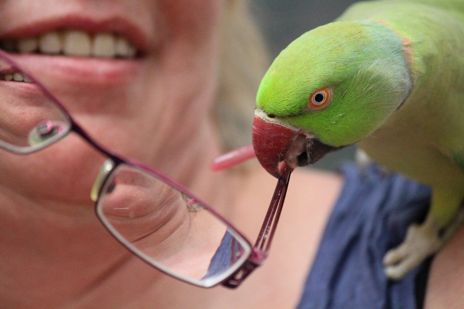 Parrot is taking a glasses