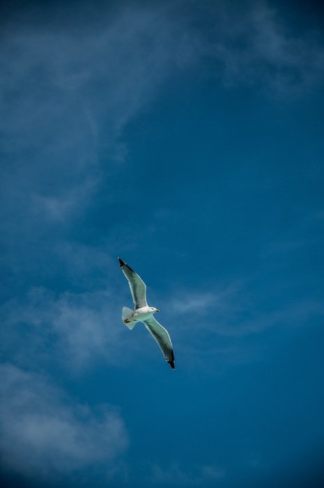 the bird is flying under the blue sky