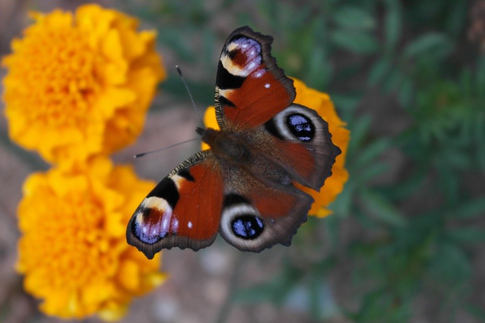 velvet beautiful butterfly wings